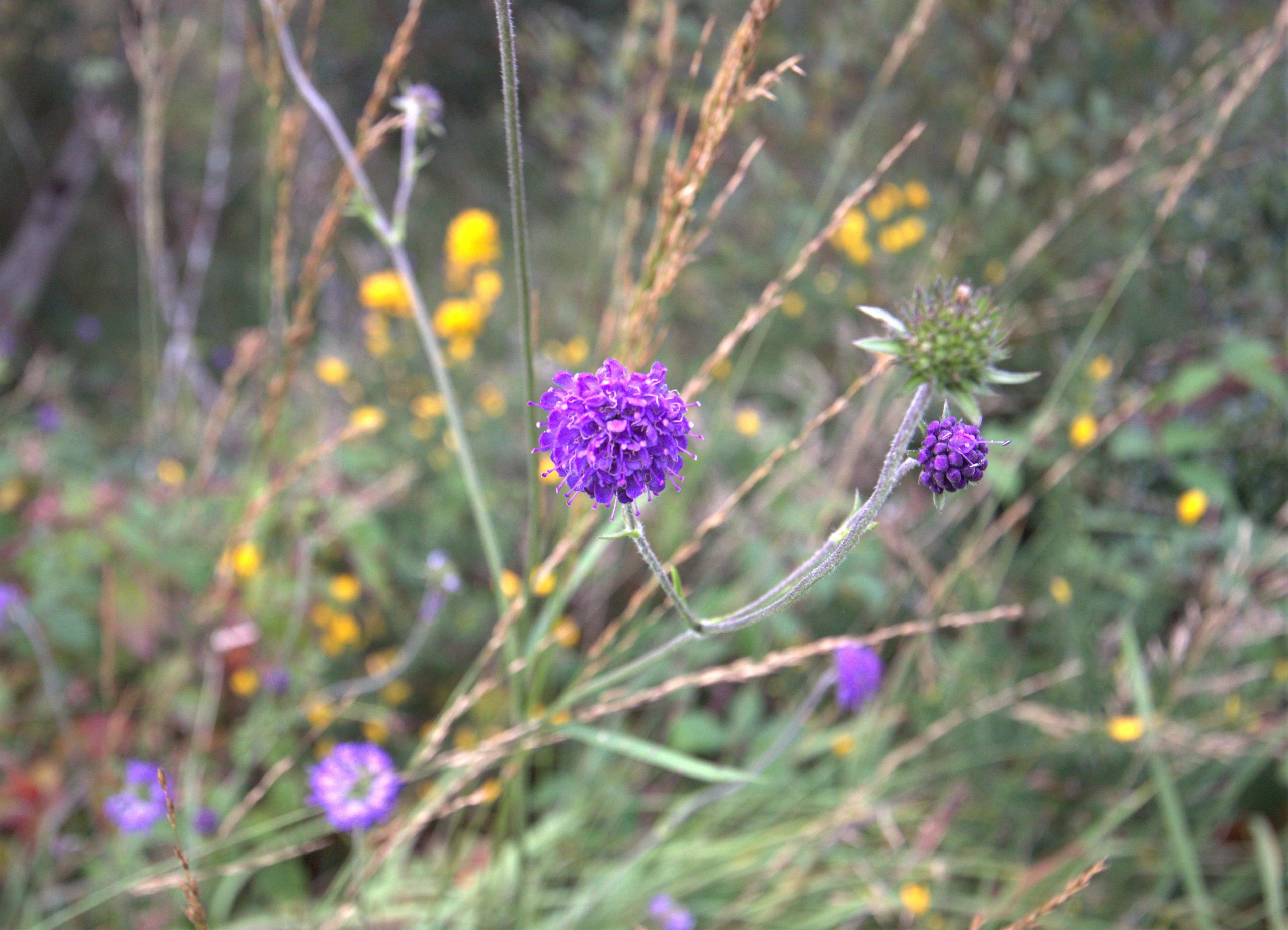 Succisa pratensis or devil's bit scabious